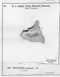 Polyporus spumeus image
